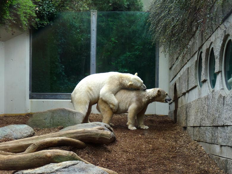 Eisbär LUKA und Eisbärin ANORI am 8. April 2017 im Wuppertaler Zoo