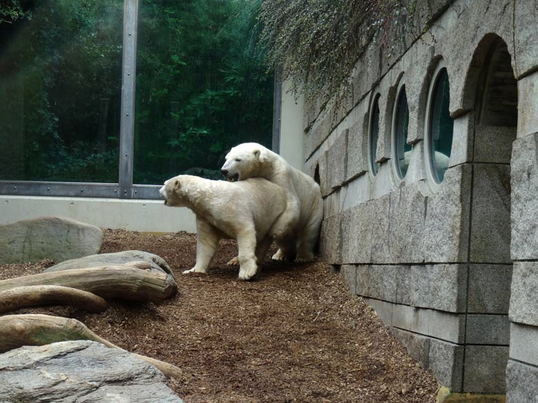 Eisbär LUKA und Eisbärin ANORI am 8. April 2017 im Grünen Zoo Wuppertal