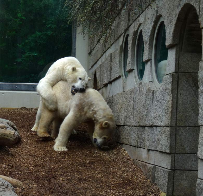 Eisbär LUKA und Eisbärin ANORI am 8. April 2017 im Wuppertaler Zoo