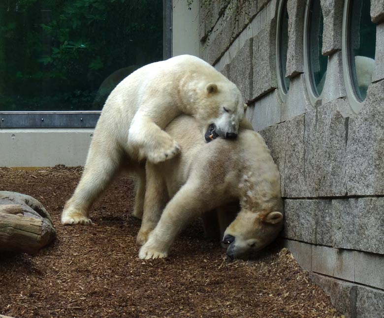 Eisbär LUKA und Eisbärin ANORI am 8. April 2017 im Zoologischen Garten der Stadt Wuppertal