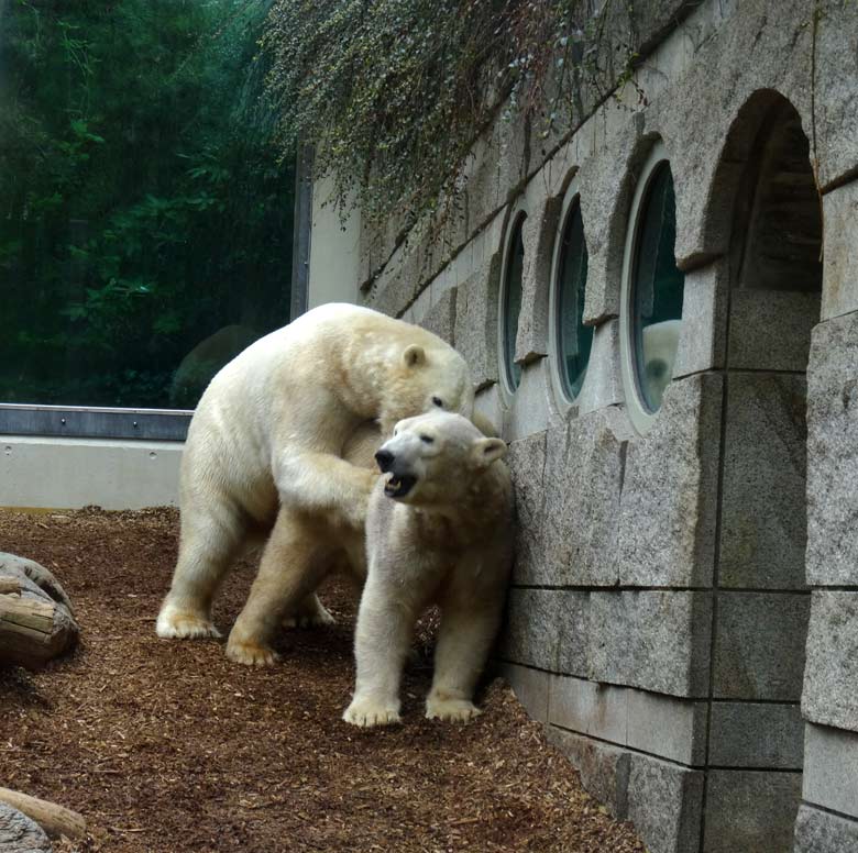 Eisbär LUKA und Eisbärin ANORI am 8. April 2017 im Zoo Wuppertal