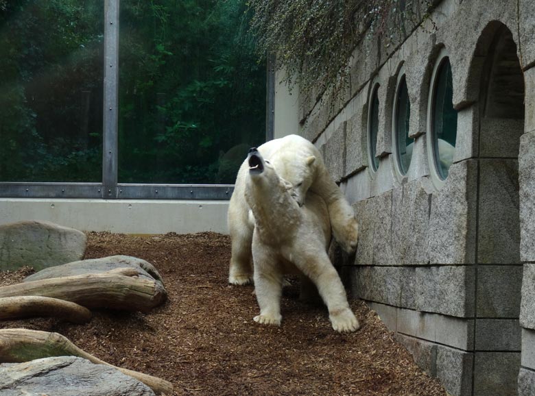 Eisbär LUKA und Eisbärin ANORI am 8. April 2017 im Grünen Zoo Wuppertal