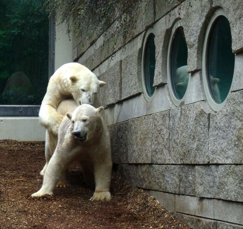 Eisbär LUKA und Eisbärin ANORI am 8. April 2017 im Wuppertaler Zoo