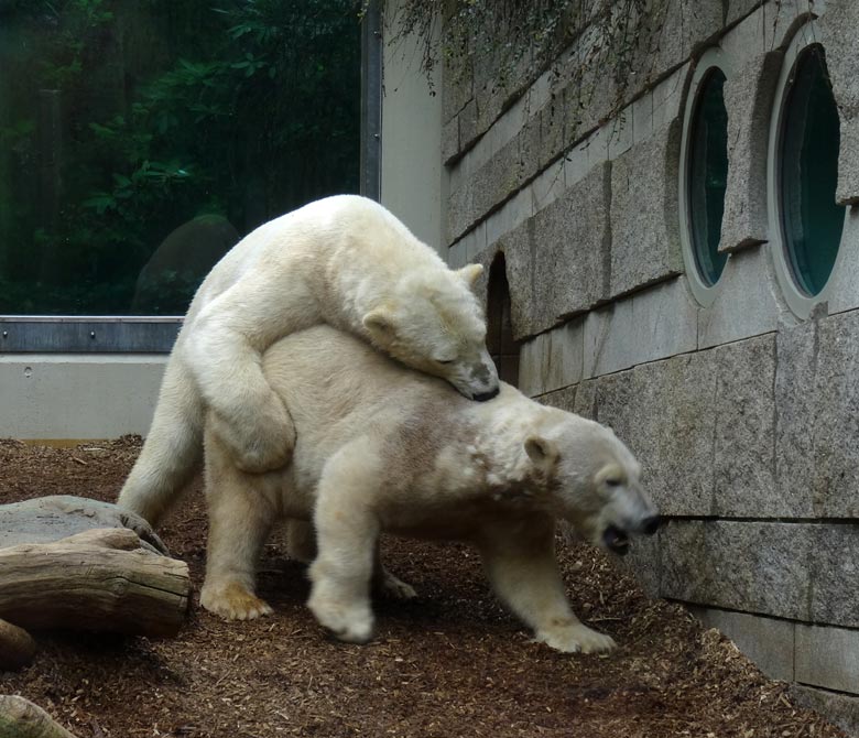 Eisbär LUKA und Eisbärin ANORI am 8. April 2017 im Zoologischen Garten der Stadt Wuppertal