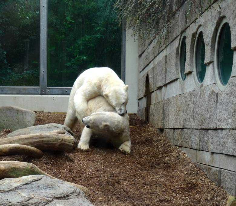 Eisbär LUKA und Eisbärin ANORI am 8. April 2017 im Grünen Zoo Wuppertal