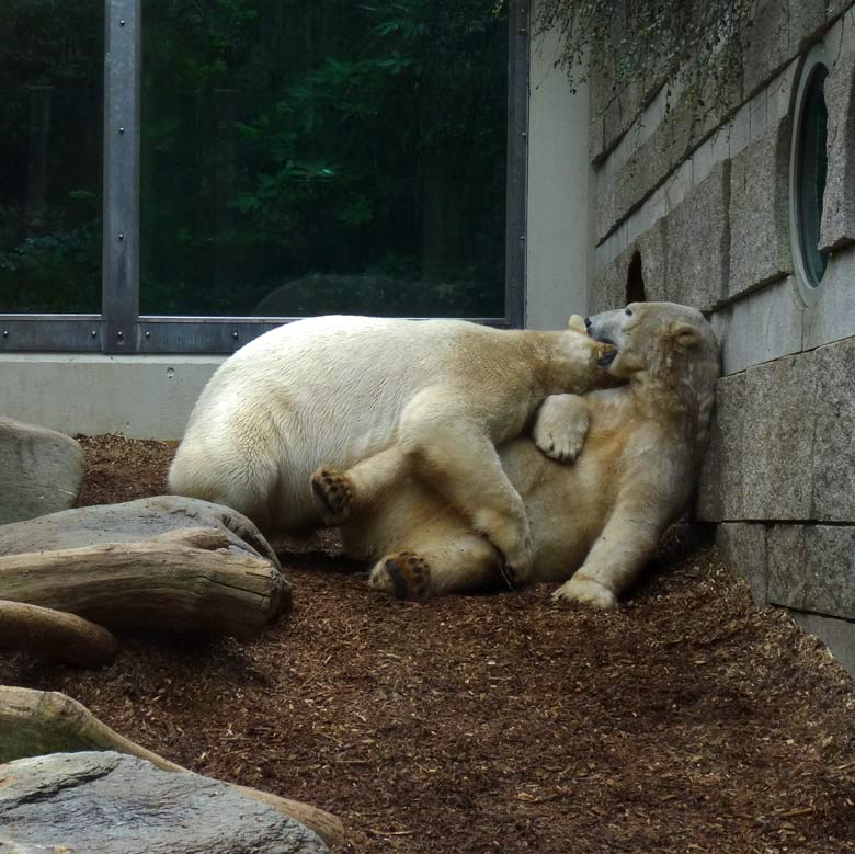 Eisbär LUKA und Eisbärin ANORI am 8. April 2017 im Zoologischen Garten der Stadt Wuppertal