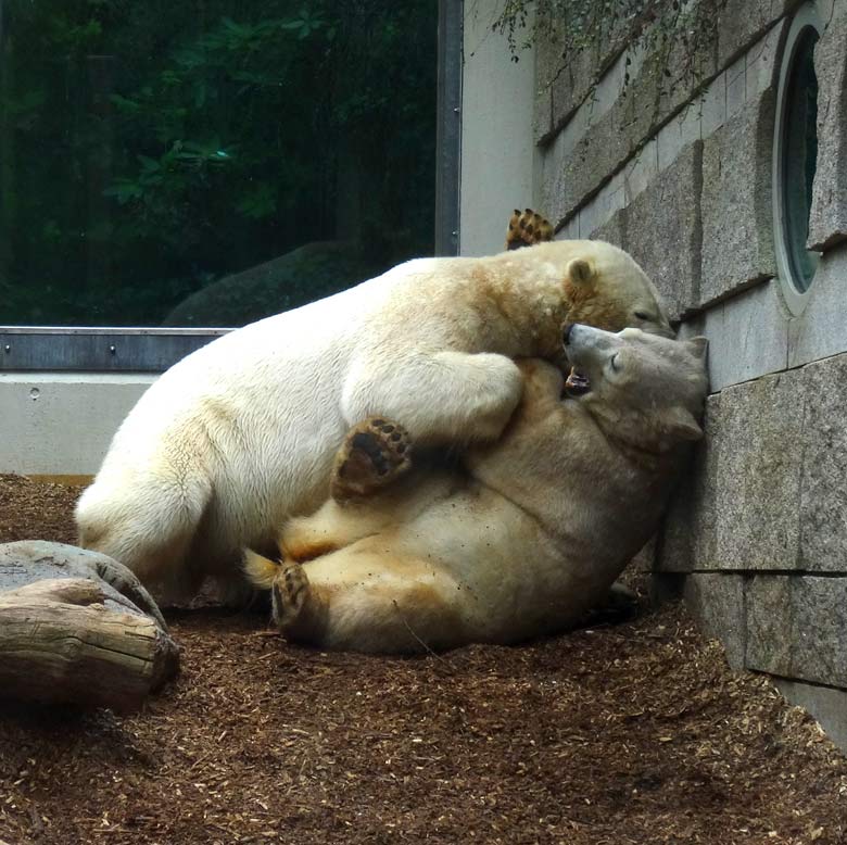 Eisbär LUKA und Eisbärin ANORI am 8. April 2017 im Grünen Zoo Wuppertal