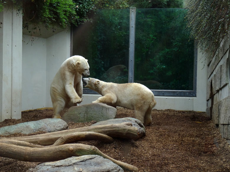 Eisbär LUKA und Eisbärin ANORI am 8. April 2017 im Zoo Wuppertal