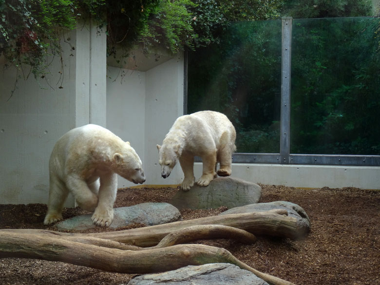 Eisbär LUKA und Eisbärin ANORI am 8. April 2017 im Wuppertaler Zoo