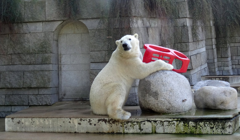 Eisbär LUKA mit einem roten Schlitten am 9. April 2017 im Zoologischen Garten Wuppertal