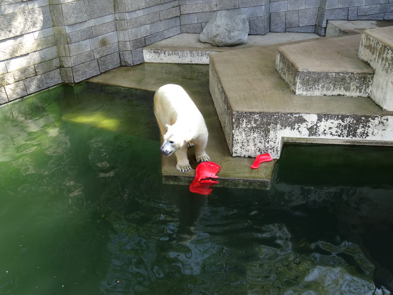 Eisbärin ANORI mit einem roten Schlitten am 9. April 2017 im Zoo Wuppertal