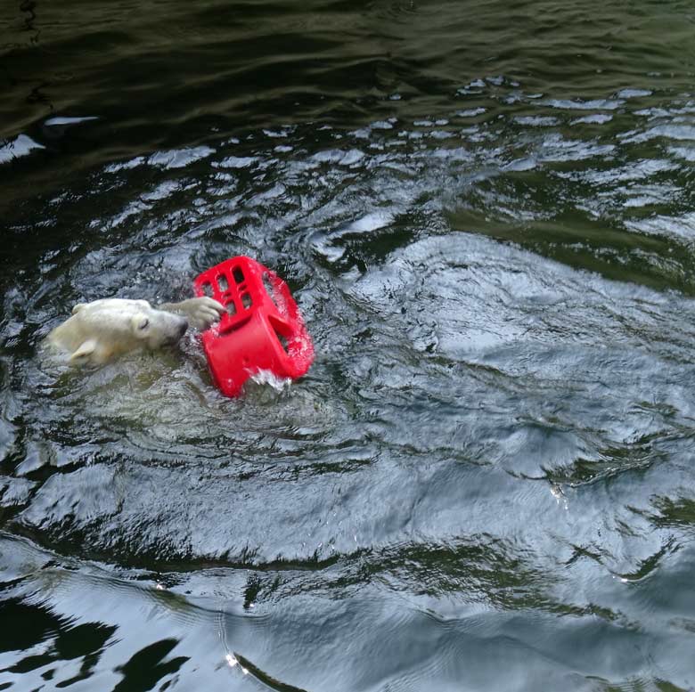 Eisbärin ANORI mit einem roten Schlitten am 9. April 2017 im Grünen Zoo Wuppertal