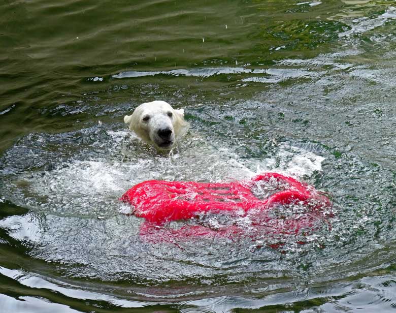 Eisbärin ANORI mit einem roten Schlitten am 9. April 2017 im Grünen Zoo Wuppertal