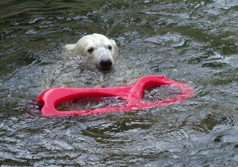 Eisbärin ANORI mit einem roten Schlitten am 9. April 2017 im Zoologischen Garten der Stadt Wuppertal