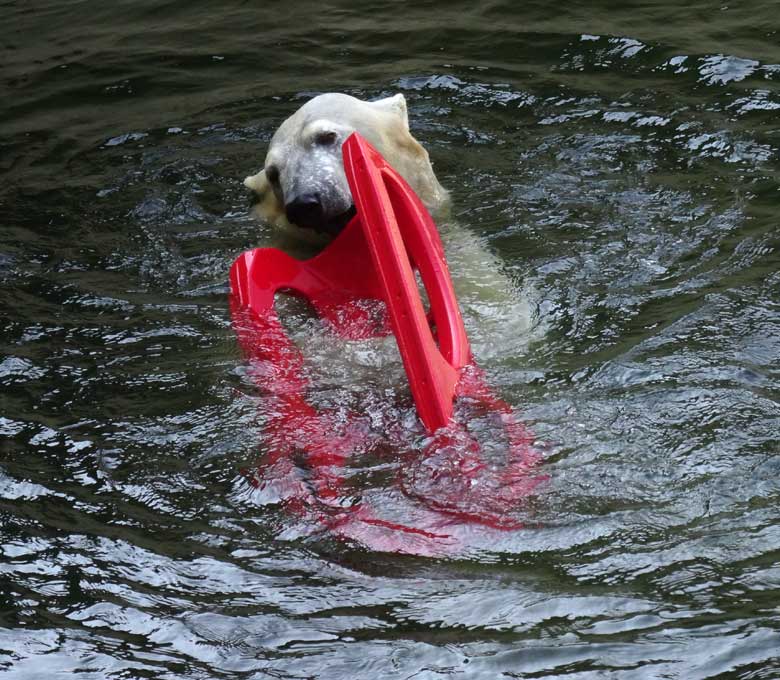 Eisbärin ANORI mit einem roten Schlitten am 9. April 2017 im Grünen Zoo Wuppertal