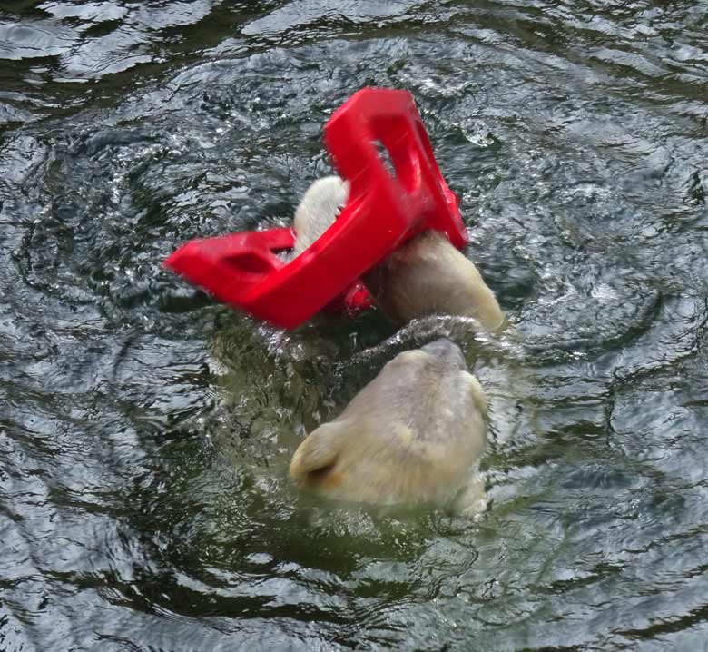 Eisbärin ANORI mit einem roten Schlitten am 9. April 2017 im Zoologischen Garten der Stadt Wuppertal