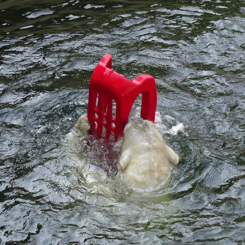 Eisbärin ANORI mit einem roten Schlitten am 9. April 2017 im Wuppertaler Zoo