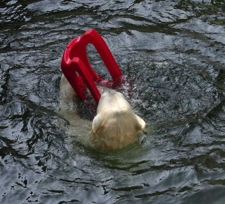 Eisbärin ANORI mit einem roten Schlitten am 9. April 2017 im Grünen Zoo Wuppertal