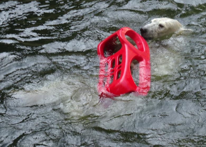 Eisbärin ANORI mit einem roten Schlitten am 9. April 2017 im Zoo Wuppertal