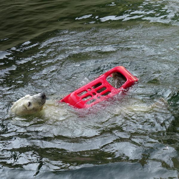 Eisbärin ANORI am 9. April 2017 im Wuppertaler Zoo