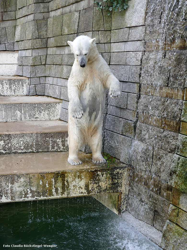 Eisbärin ANORI am 27. April 2017 am Wasserfall der großen Außenanlage im Zoologischen Garten der Stadt Wuppertal (Foto Claudia Böckstiegel-Wengler)