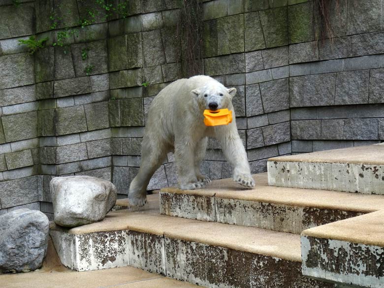 Eisbär LUKA am 7. Mai 2017 auf der Außenanlage im Zoologischen Garten der Stadt Wuppertal