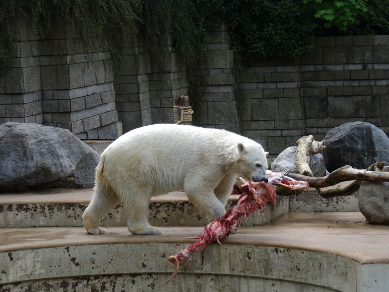 Eisbärin ANORI am 7. Mai 2017 auf der Außenanlage im Zoo Wuppertal