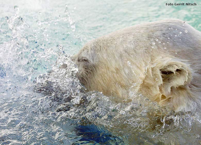 Badespass bei den Eisbären am 10. Juni 2017 im Zoo Wuppertal (Foto Gerrit Nitsch)