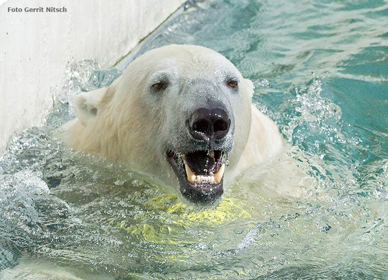 Badespass bei den Eisbären am 10. Juni 2017 im Zoologischen Garten der Stadt  Wuppertal (Foto Gerrit Nitsch)