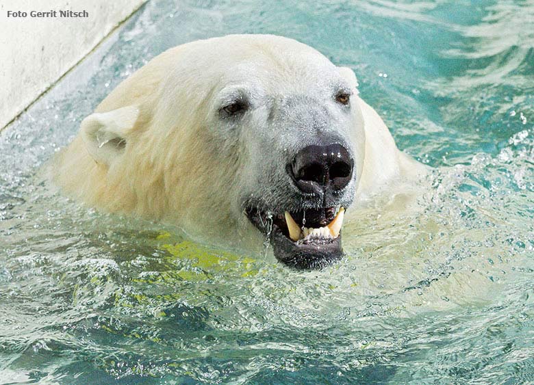 Badespass bei den Eisbären am 10. Juni 2017 im Wuppertaler Zoo (Foto Gerrit Nitsch)