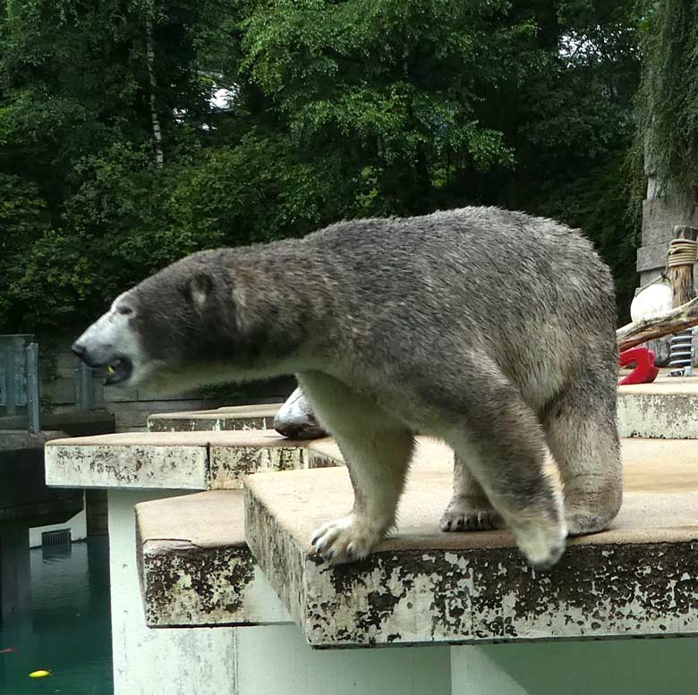 Braun gefärbte Eisbärin ANORI am 2. Juli 2017 auf der großen Freianlage im Grünen Zoo Wuppertal