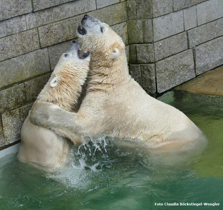 Eisbärin ANORI mit Eisbär LUKA am 2. August 2017 im Wuppertaler Zoo (Foto Claudia Böckstiegel-Wengler)