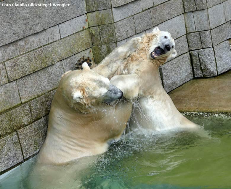 Eisbär LUKA und Eisbärin ANORI am 2. August 2017 im Zoologischen Garten der Stadt Wuppertal (Foto Claudia Böckstiegel-Wengler)