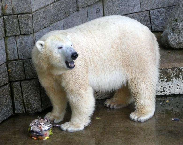 Eisbärin ANORI mit Eistorte am 7. August 2017 im Grünen Zoo Wuppertal