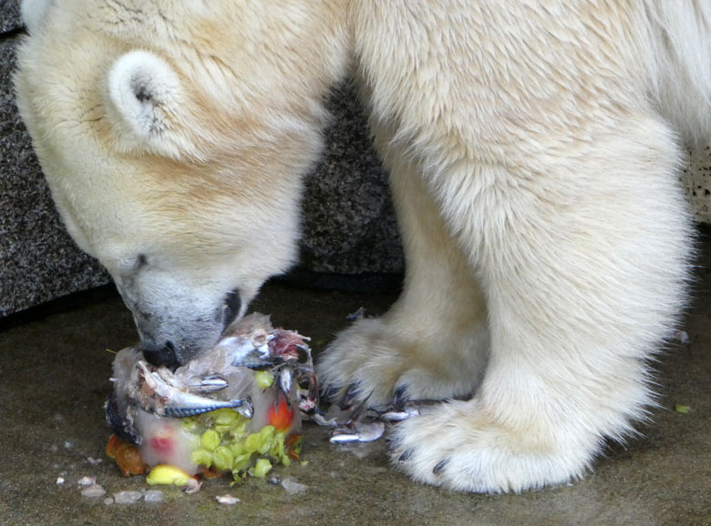 Eistorte für Eisbärin ANORI am 7. August 2017 im Zoo Wuppertal