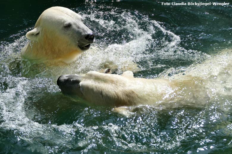 Eisbär LUKA mit Eisbärin ANORI am 9. August 2017 im Zoologischen Garten der Stadt Wuppertal (Foto Claudia Böckstiegel-Wengler)