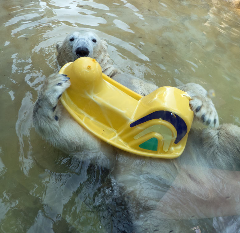 Eisbär LUKA mit einer gelben Kinderwippe am 27. August 2017 auf der kleinen Außenanlage für Eisbären im Zoo Wuppertal