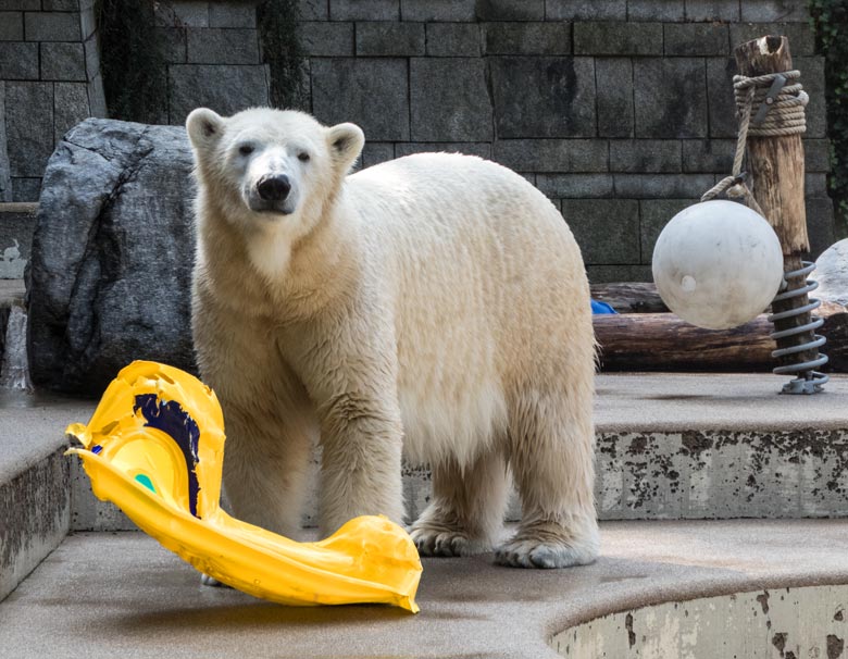 Eisbärin ANORI mit einer gelben Kinderwippe am 27. August 2017 auf der großen Außenanlage für Eisbären im Zoologischen Garten der Stadt Wuppertal