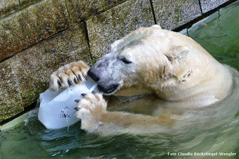 Spielender Eisbär LUKA am 23. September 2017 im Grünen Zoo Wuppertal (Foto Claudia Böckstiegel-Wengler)