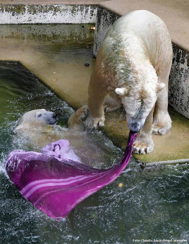 Eisbär LUKA und Eisbärin ANORI am 23. September 2017 im Wuppertaler Zoo (Foto Claudia Böckstiegel-Wengler)