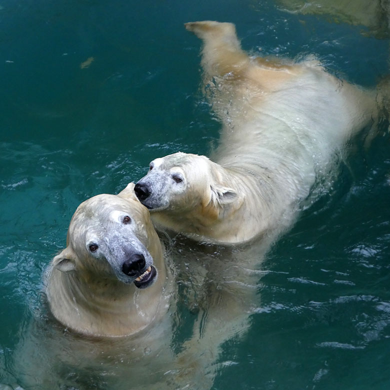 Eisbär LUKA mit Eisbärin ANORI am 22. Oktober 2017 im Wasser der großen Freianlage für Eisbären im Grünen Zoo Wuppertal