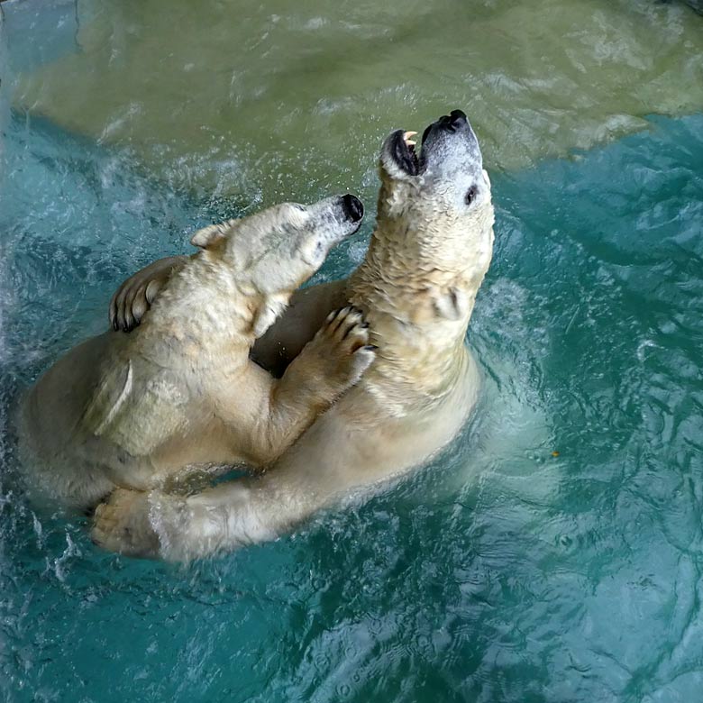 Eisbärin ANORI mit Eisbär LUKA am 22. Oktober 2017 im Wasser der großen Freianlage für Eisbären im Wuppertaler Zoo