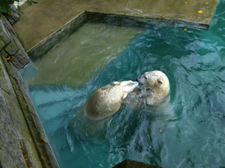 Eisbärin ANORI mit Eisbär LUKA am 22. Oktober 2017 im Wasser der großen Freianlage für Eisbären im Zoologischen Garten Wuppertal