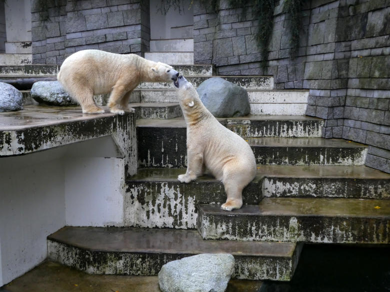 Eisbärin Anori und Eisbär LUKA am 12. November 2017 auf der Außenanlage im Wuppertaler Zoo