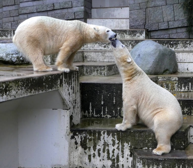 Eisbärin Anori und Eisbär LUKA am 12. November 2017 auf der Außenanlage im Grünen Zoo Wuppertal