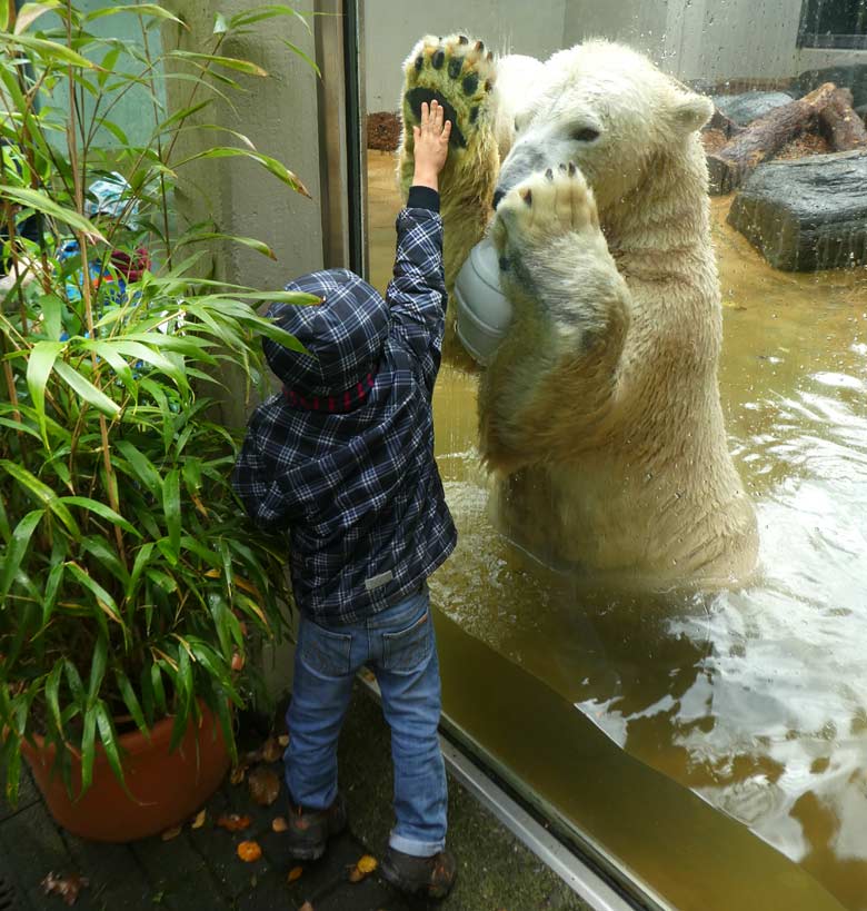 Eisbär LUKA am 19. November 2017 auf der kleinen Außenanlage im Grünen Zoo Wuppertal