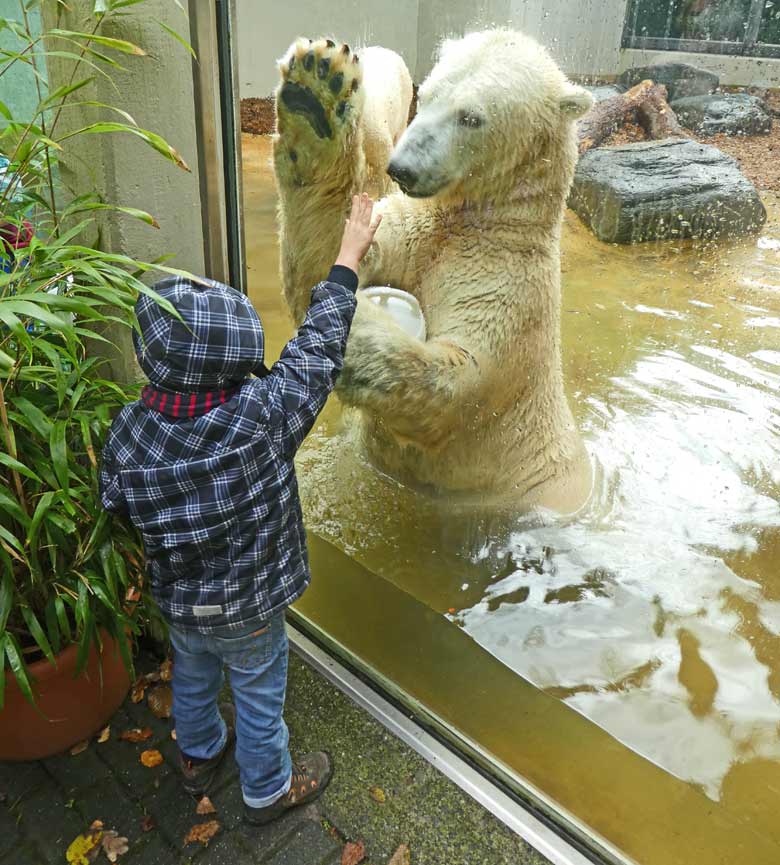Eisbär LUKA am 19. November 2017 auf der kleinen Außenanlage im Zoo Wuppertal