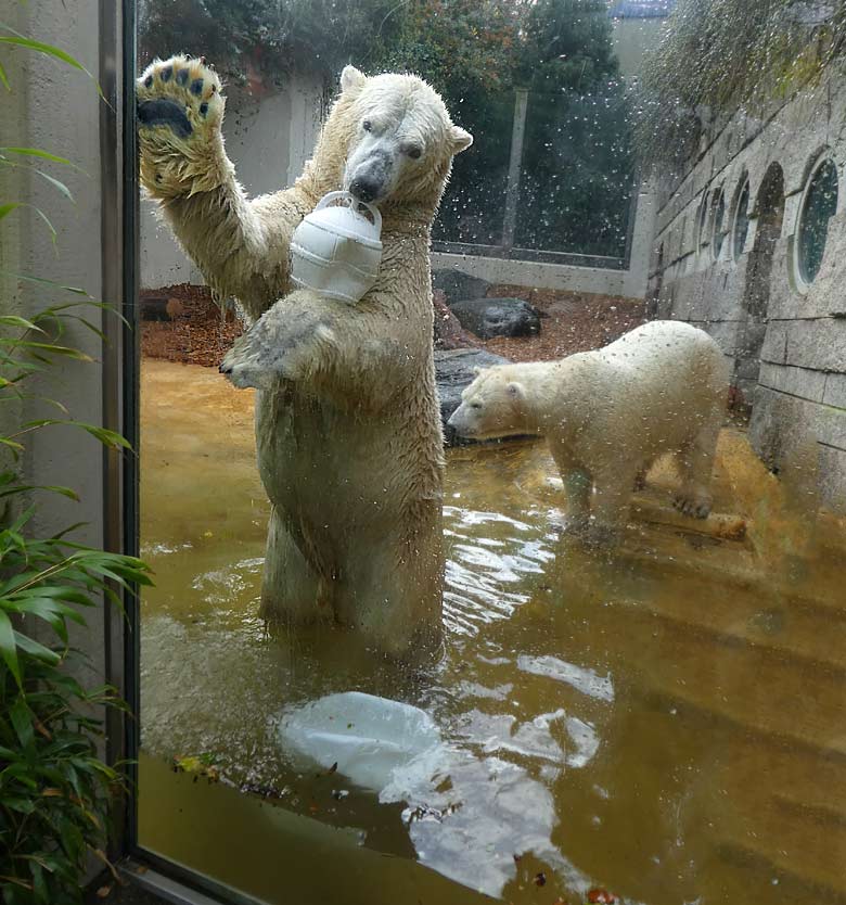 Eisbär LUKA und Eisbärin ANORI am 19. November 2017 auf der kleinen Außenanlage im Zoologischen Garten Wuppertal