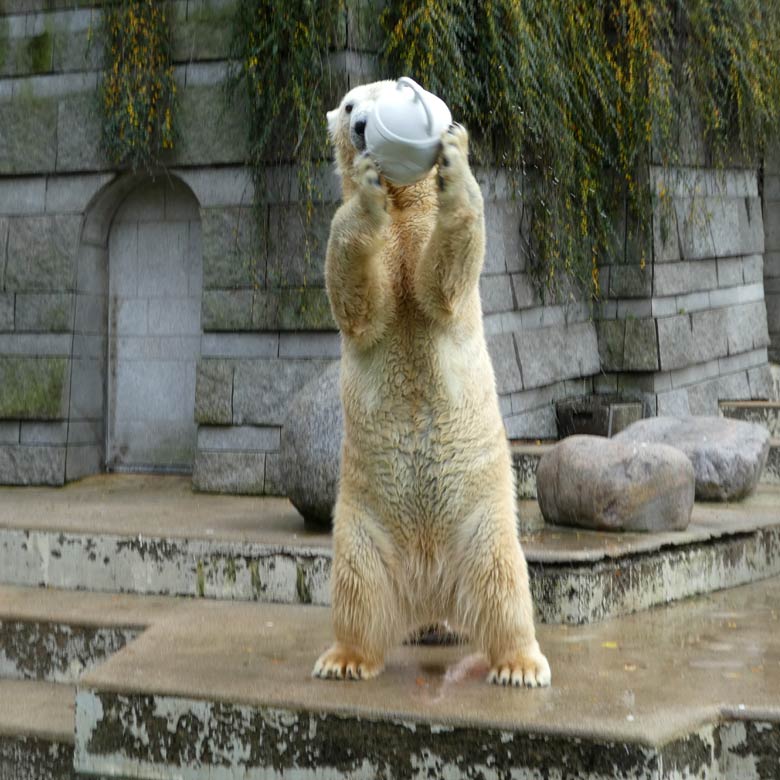 Eisbärin ANORI am 19. November 2017 auf der großen Außenanlage im Grünen Zoo Wuppertal