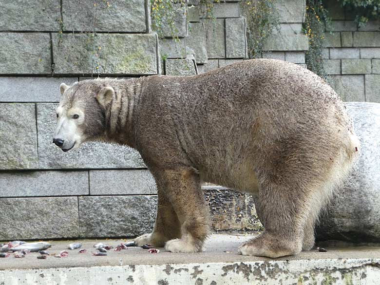 Braun eingefärbte Eisbärin ANORI am 25. November 2017 auf der großen Außenanlage im Wuppertaler Zoo